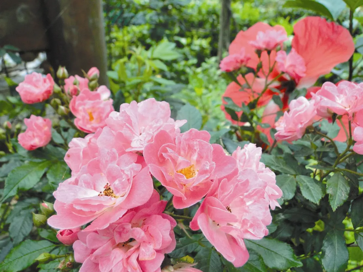 【人間植物禪】                花團錦簇在人間