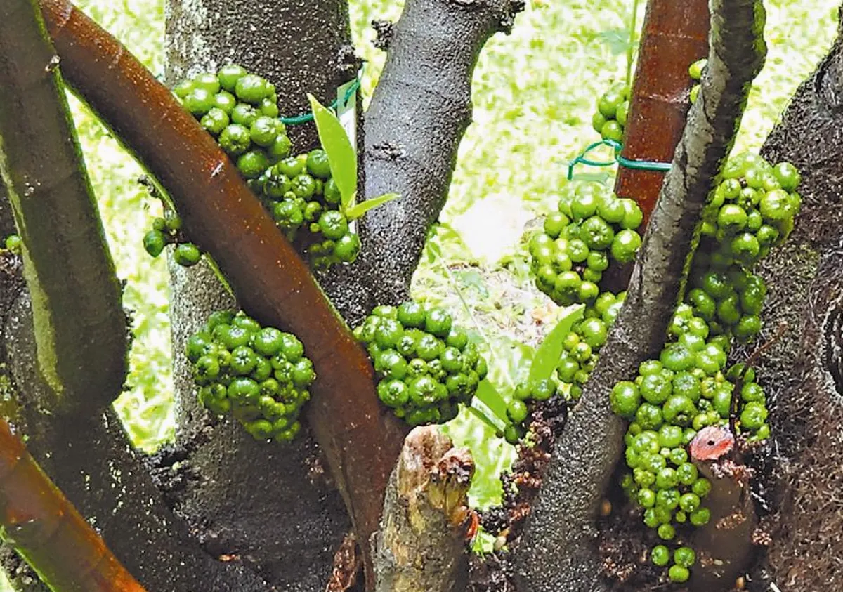 桑科榕屬幹生樹一覽