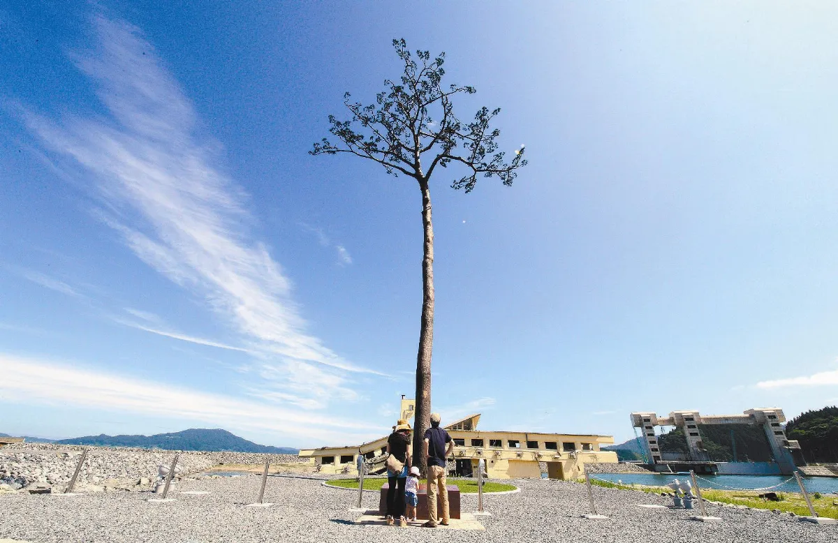 奇蹟松 回來了！