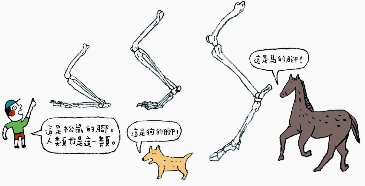 這是真的嗎？牛膝蓋的方向和人的相反？