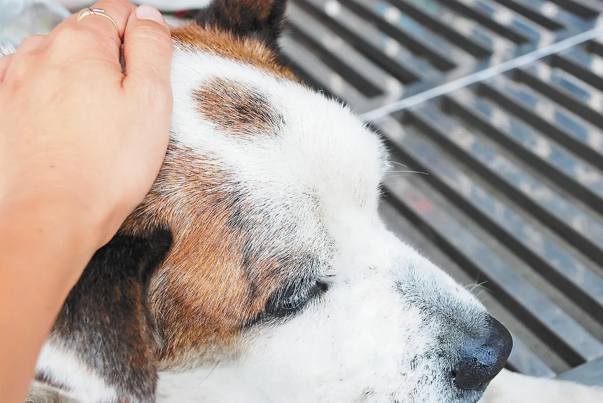 最後三星期的生命啟發