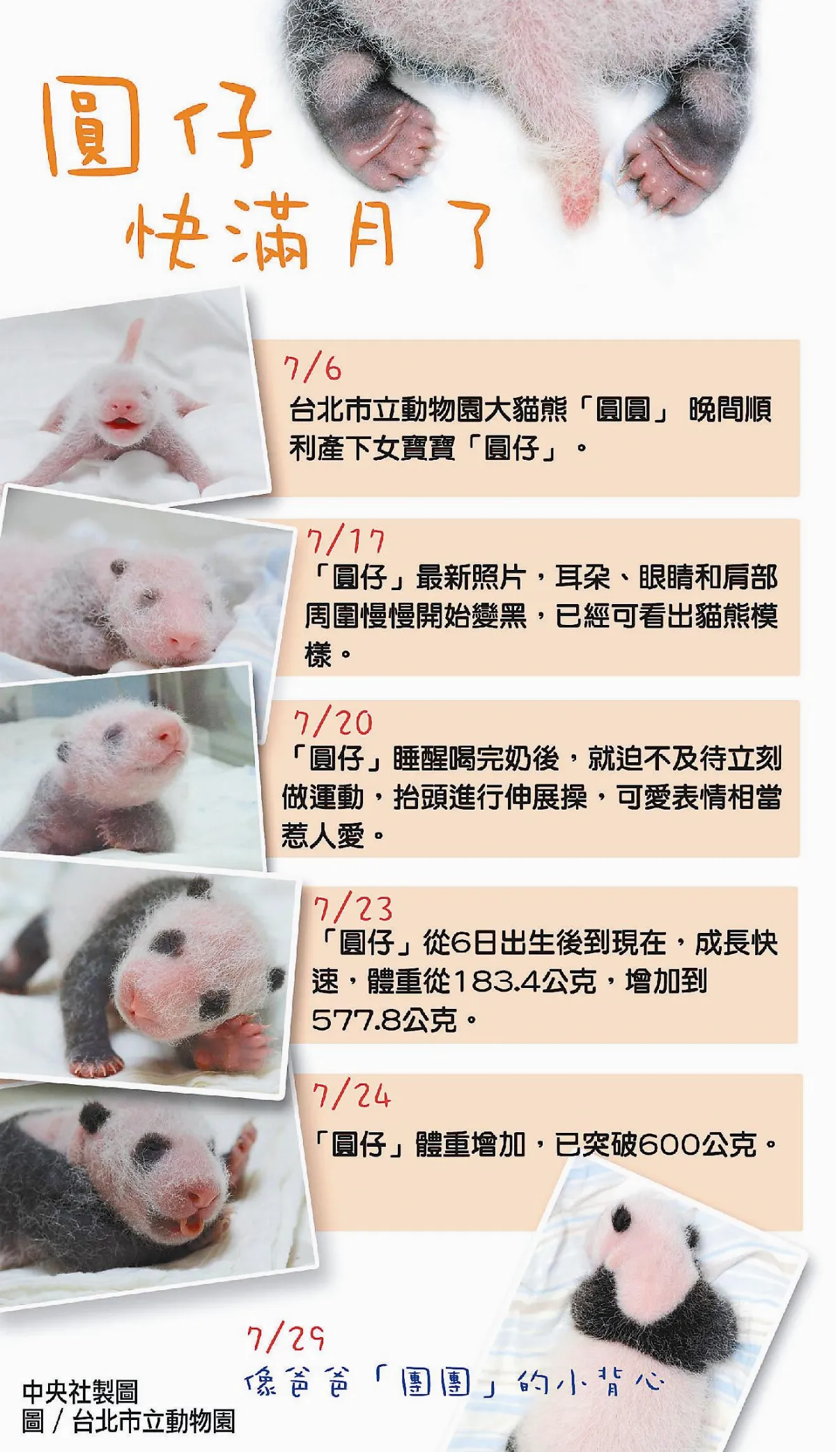 圓仔滿月了