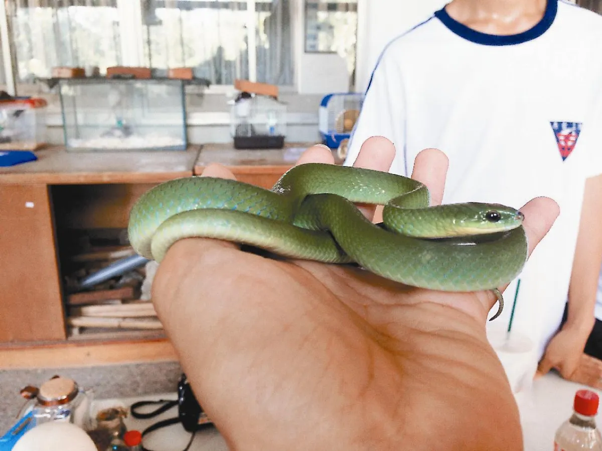 青蛇闖入 南二中學生認養