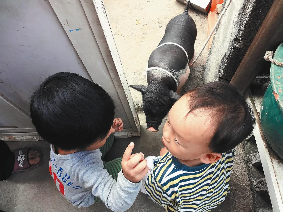 ◆生活快門你說ＡＢＣ我說狗咬豬