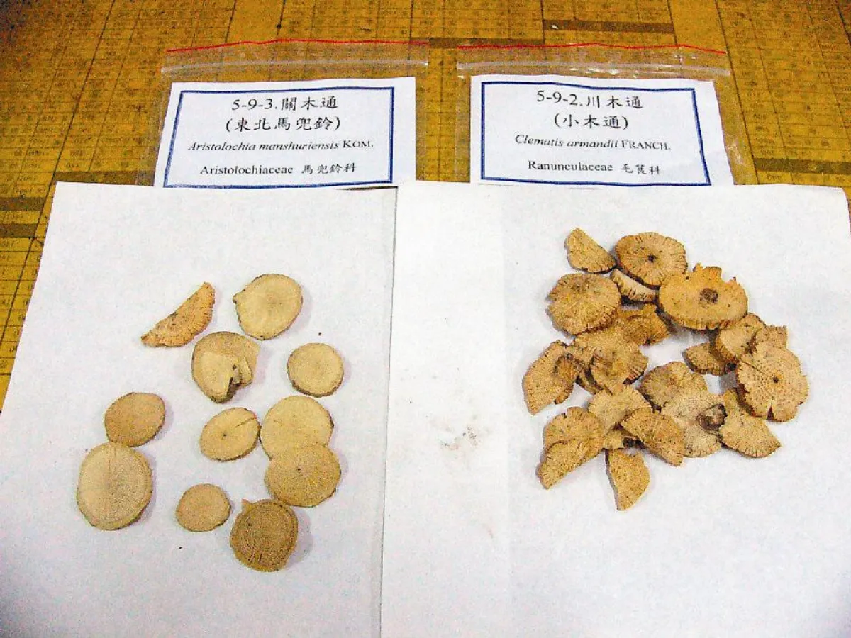 基因 解密 馬兜鈴酸 強力致癌