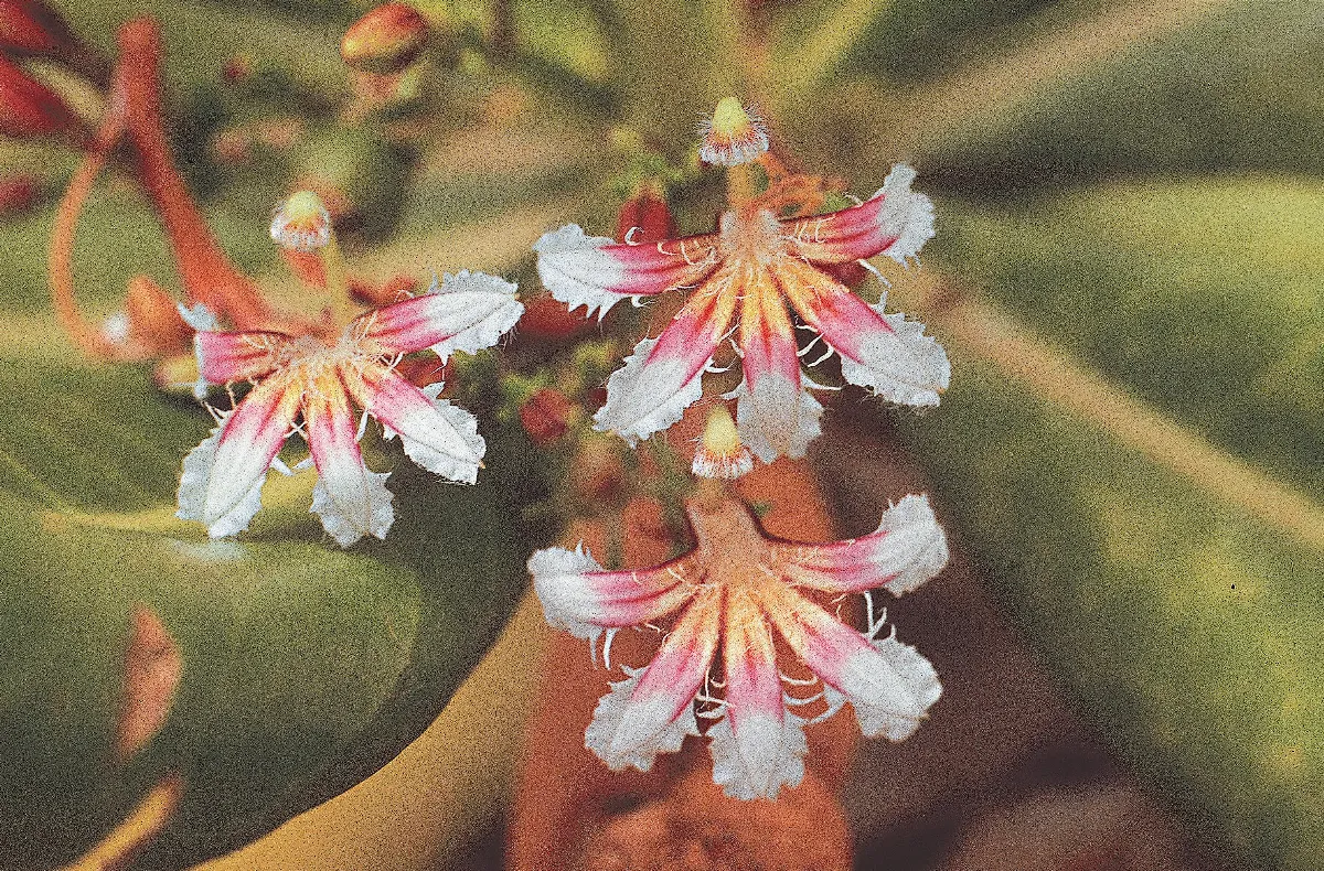 墾丁海濱植物 夏日繁花似錦