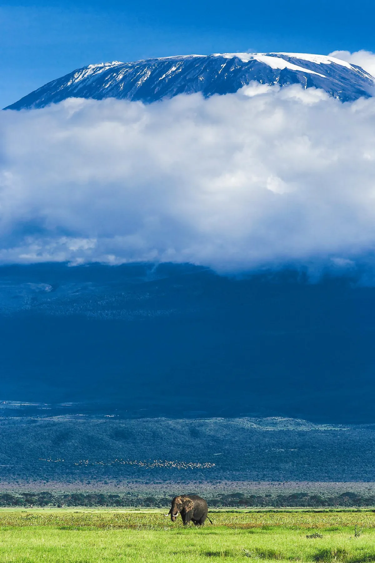 關懷大象 世界一起來