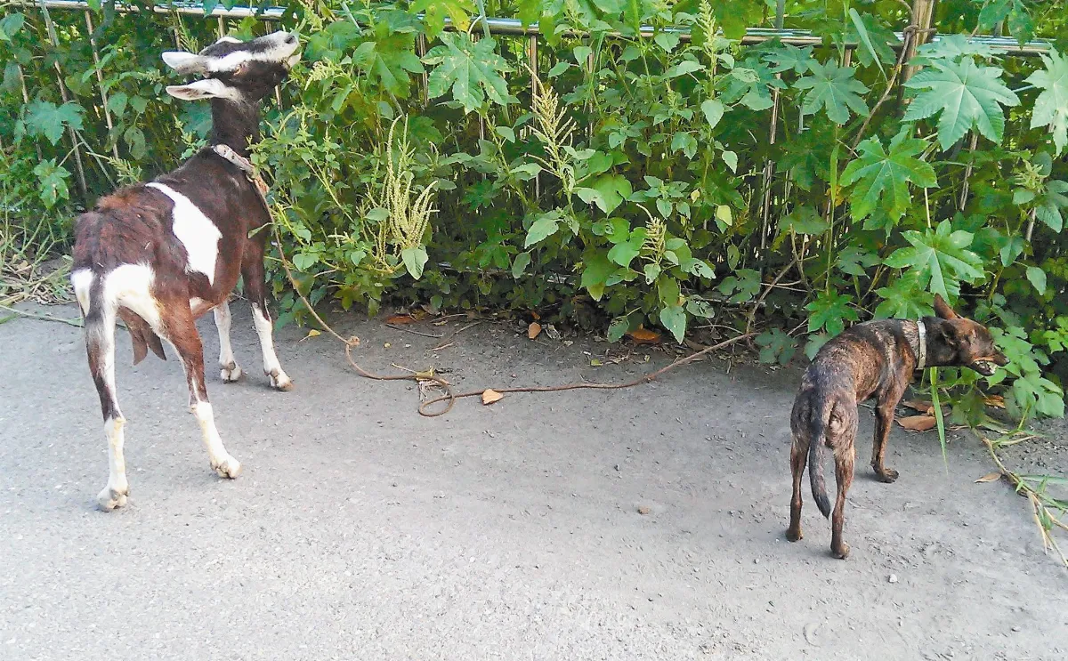 好麻吉 狗兒學羊吃草