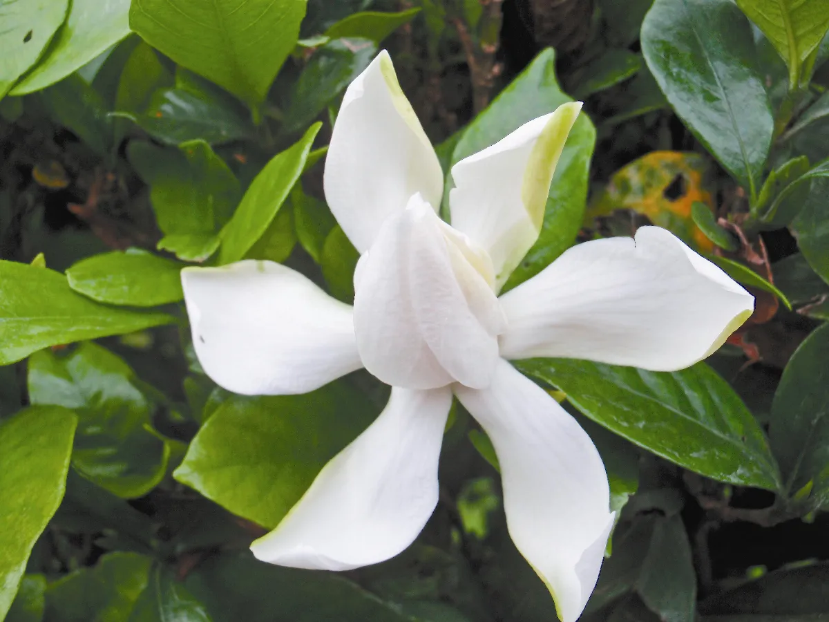 生活快門 梔子花的青春路
