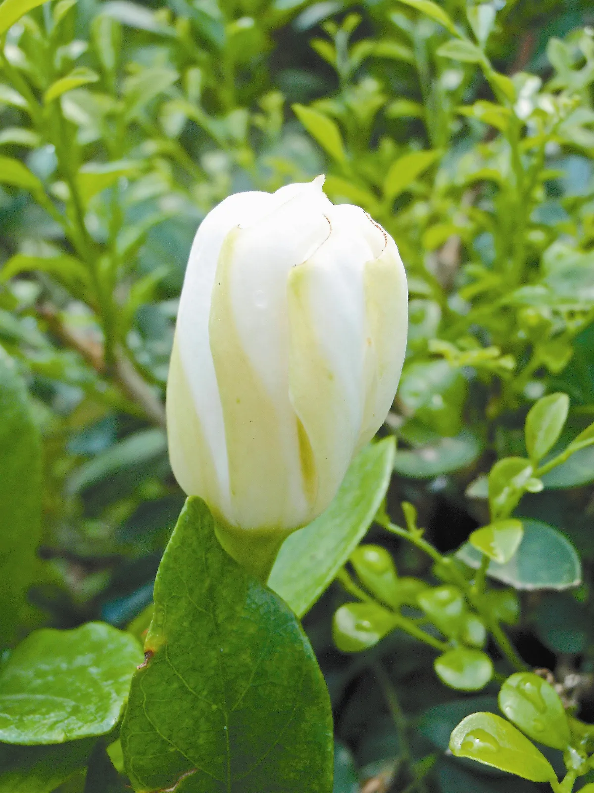 生活快門 梔子花的青春路