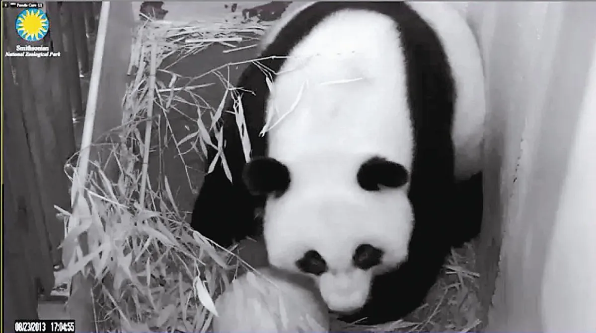 華盛頓動物園貓熊產女