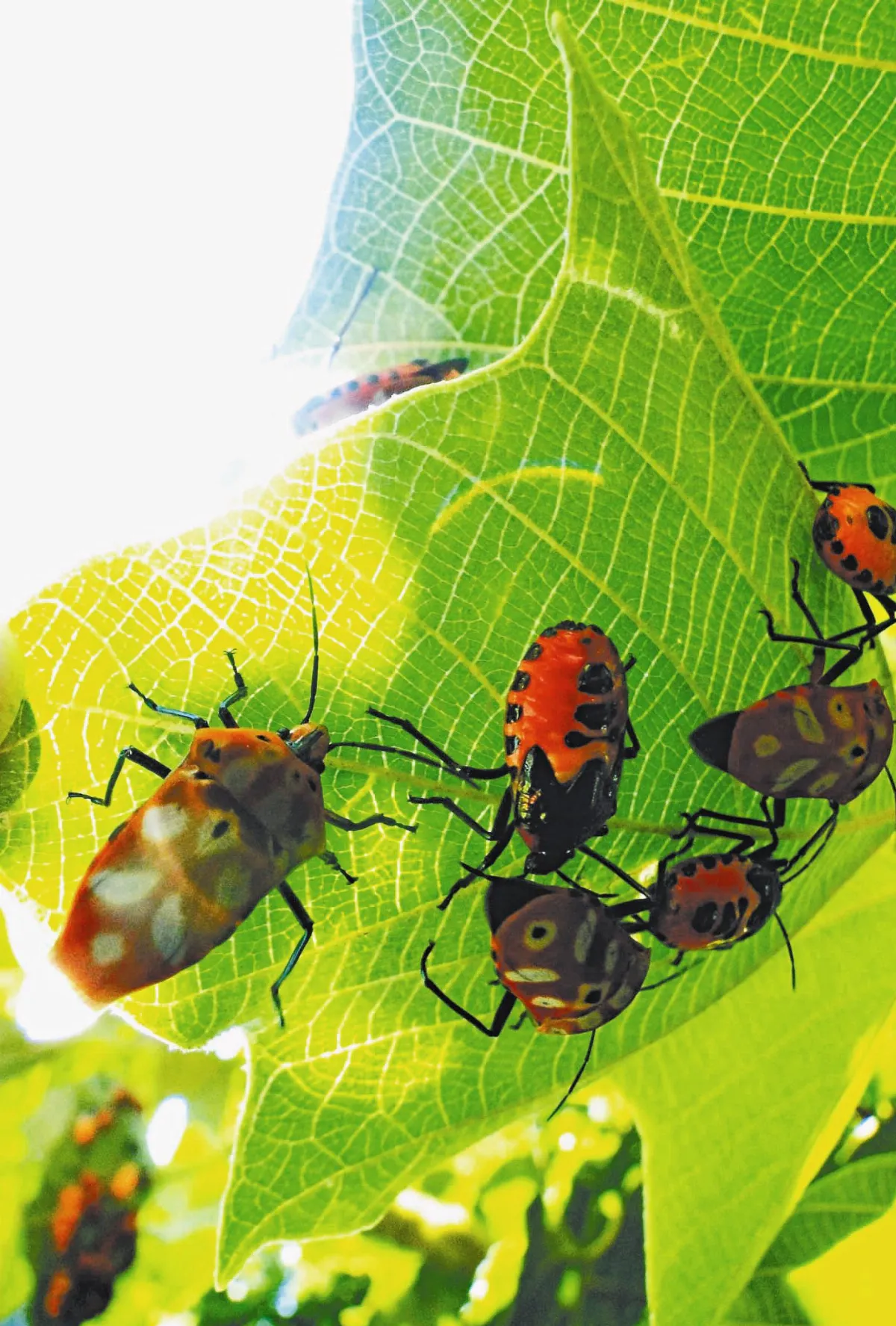 【人間植物禪】  一棵野桐樹=一個大自然