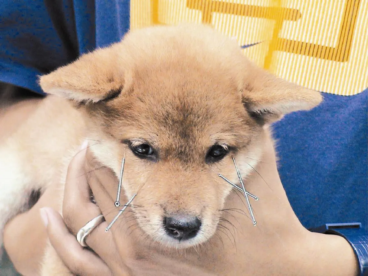 病危動物 針灸賦生機