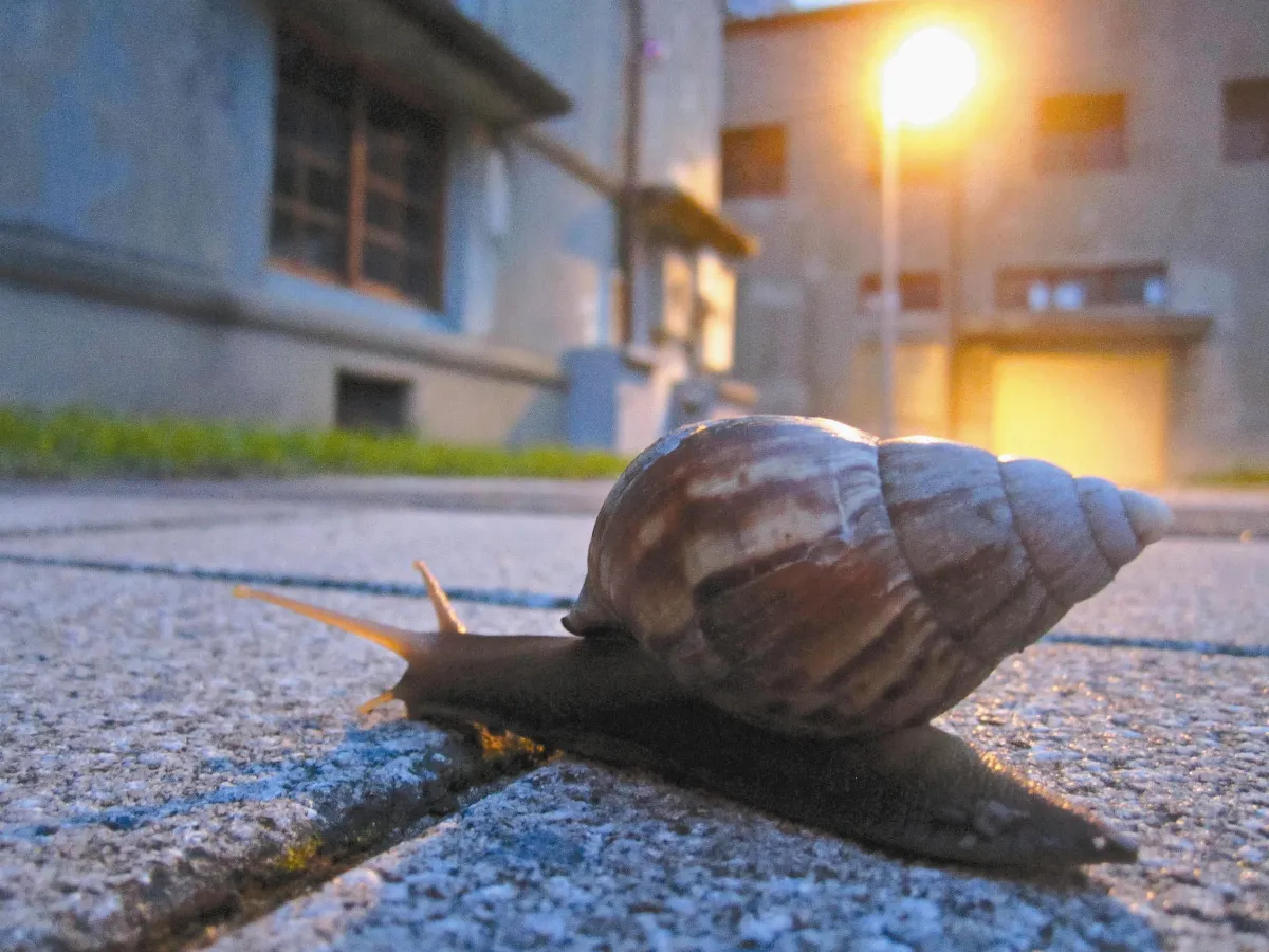 生活快門  巧遇蝸牛