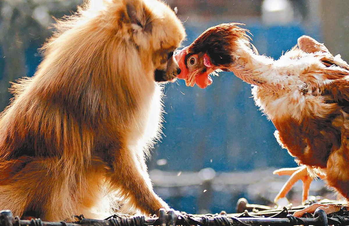 解開醫學密碼   狂犬病面面觀