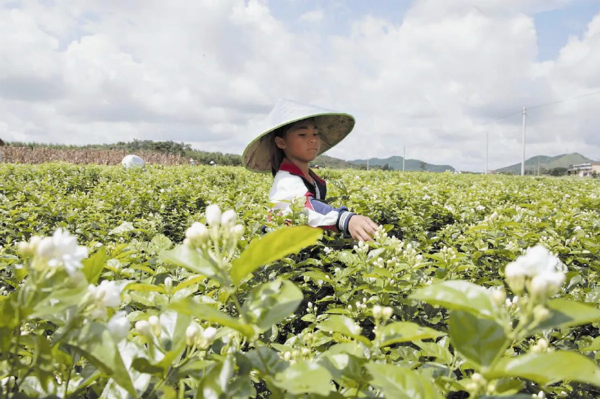 中國茉莉之鄉  讓花農在家當老闆