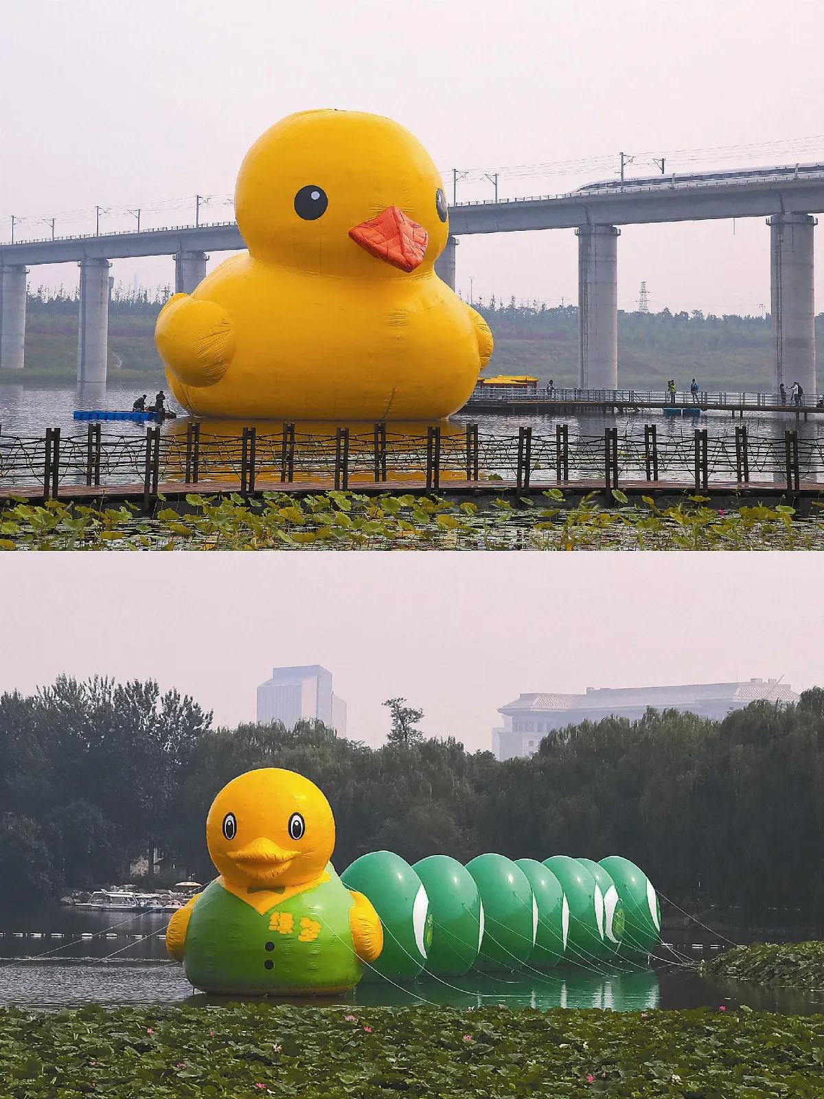 大黃鴨游京PK綠黃鴨