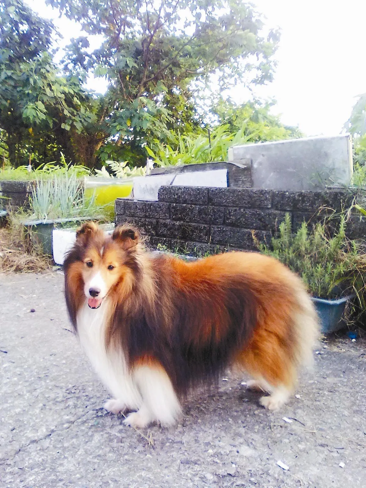 喜樂蒂牧羊犬 英美人氣高