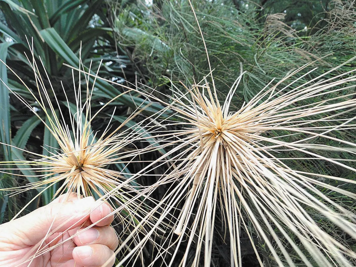【人間植物禪】志在四方濱刺麥