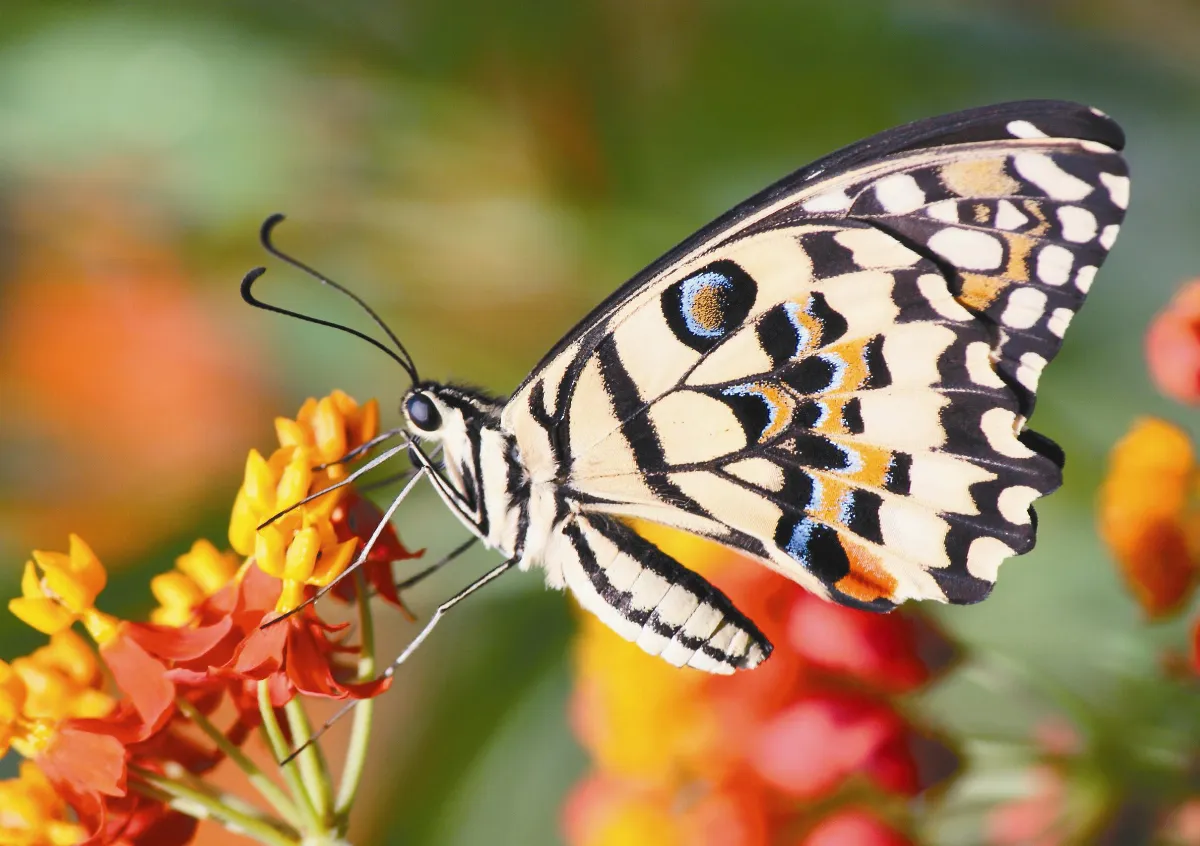 奇妙生物  鳳蝶的美麗與哀愁  下