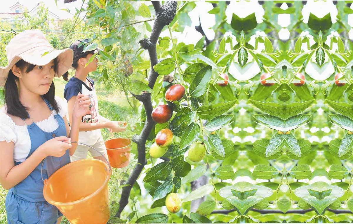 最佳綠生活 現採最鮮紅棗