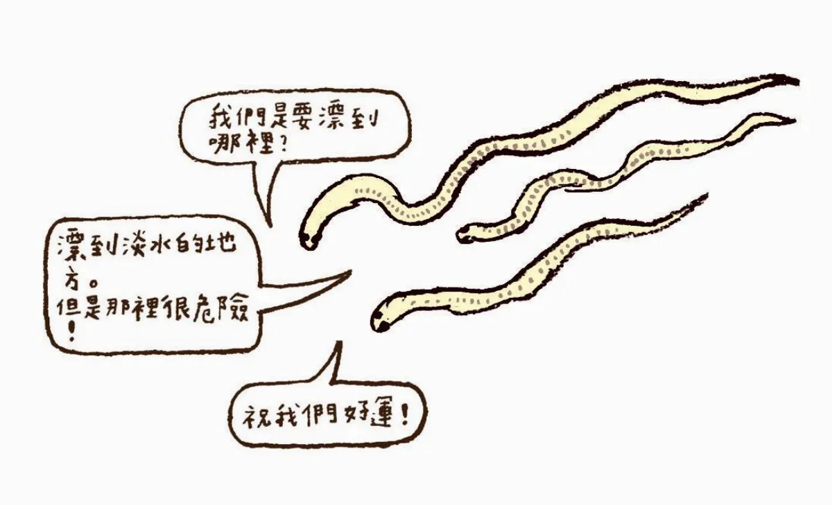 這是真的嗎？鰻魚是從海上來的！？