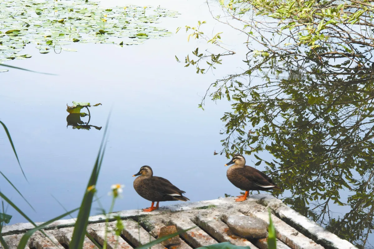 ◆旅行的風景默契十足的情侶鴨