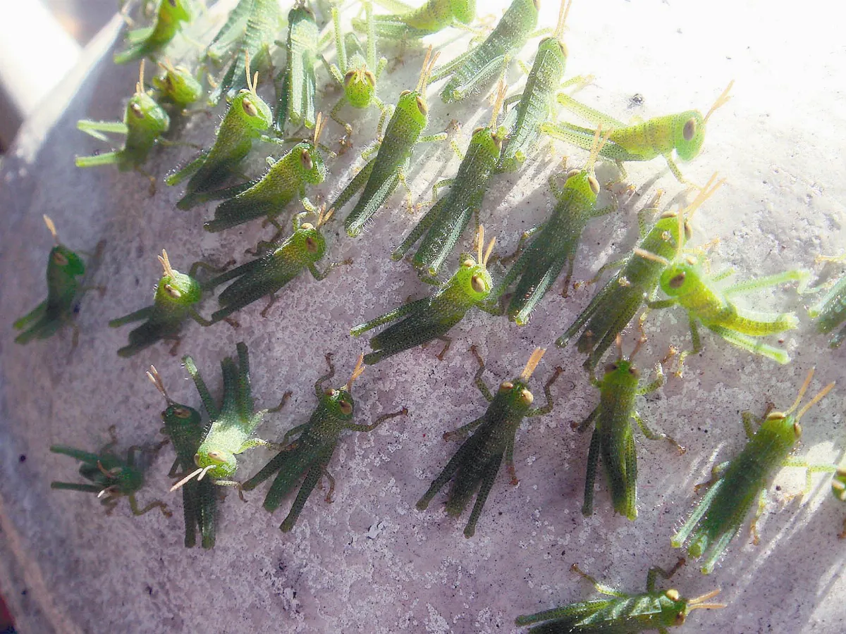 生活快門做日光浴的蚱蜢們