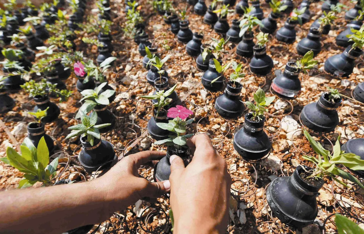 戰地彈殼 種出新生命