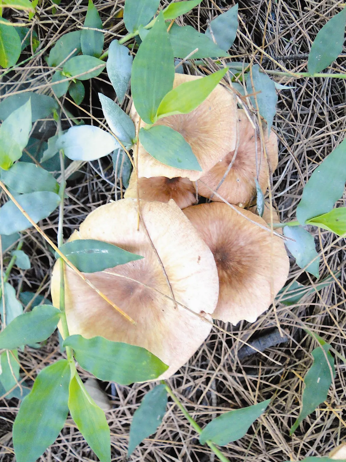 【人間植物禪】   花非花