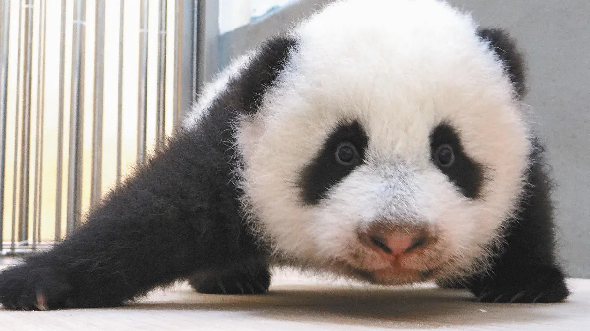 圓仔肚肚 暫離地球表面