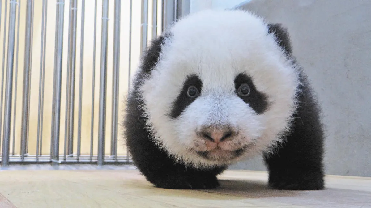 搖搖擺擺 圓仔會走了