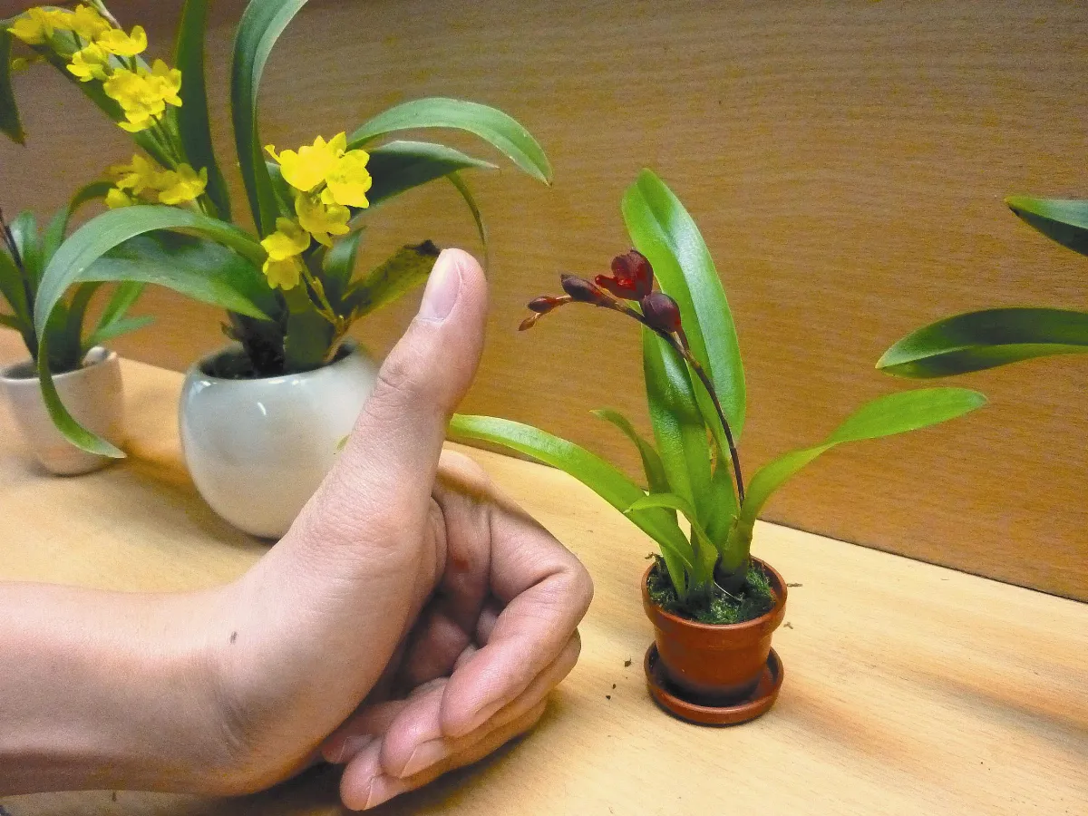 有氧生活  綠色植物 減少粉塵