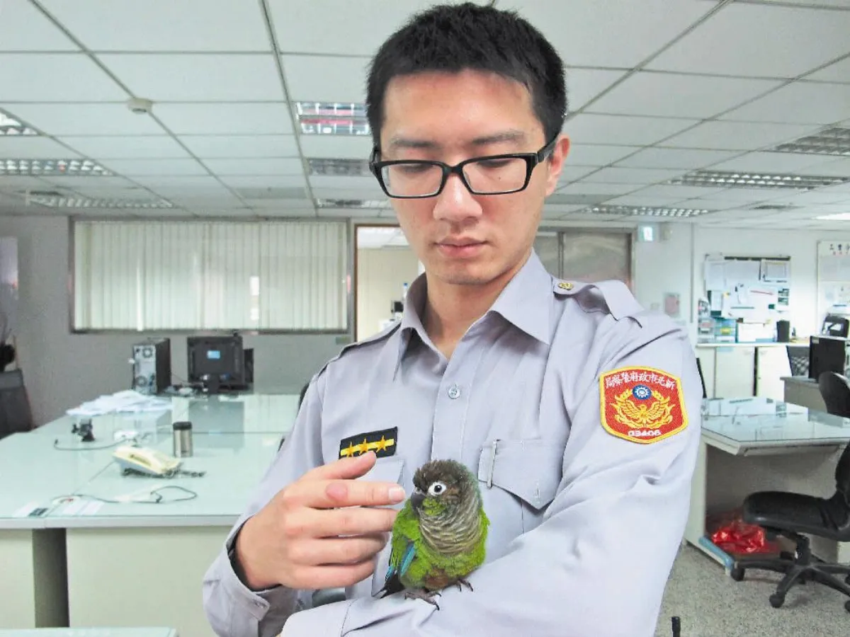 誰家小鸚鵡