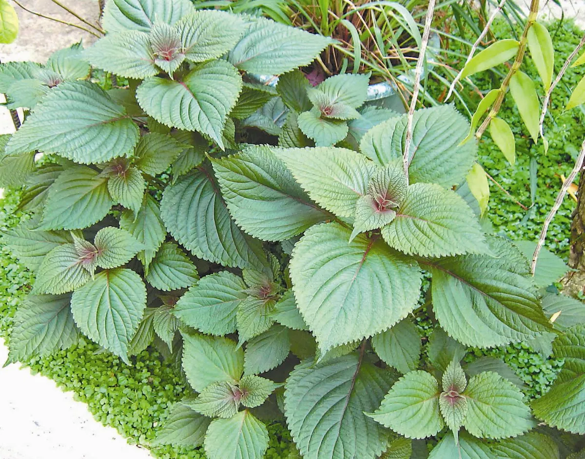 香藥草植物的絲路之旅百味爭妍．香料文化