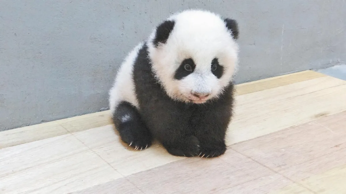 我會坐了！