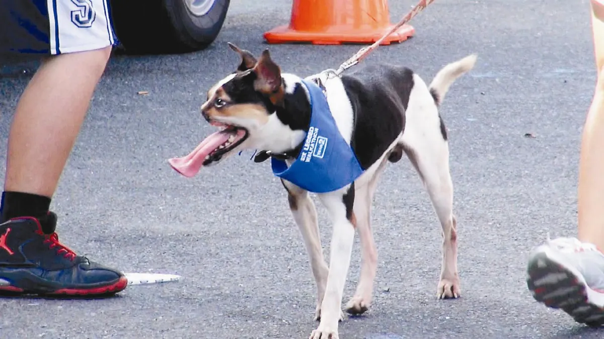 6腳健行向虐犬說不