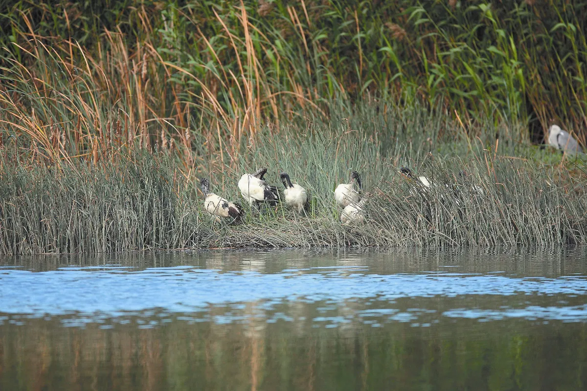 外來入侵鳥種埃及聖■