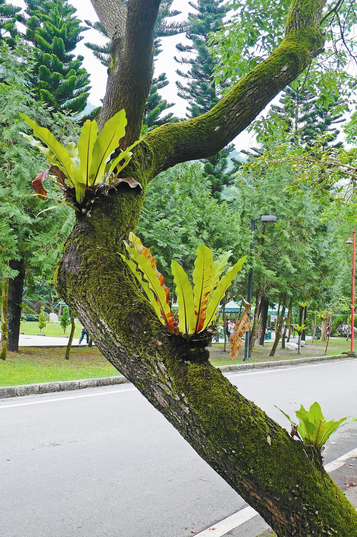 生活快門山蘇愛爬樹