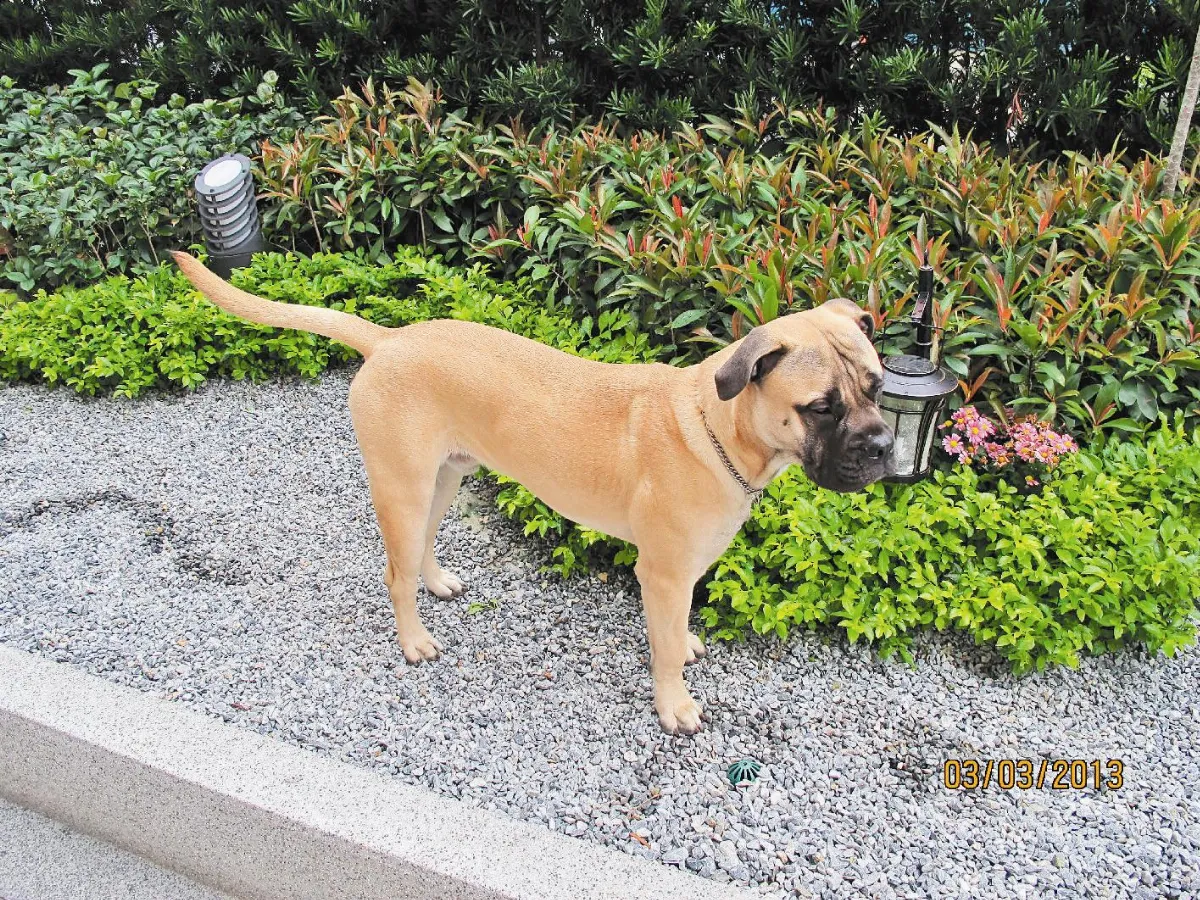 鬥牛馬士提夫  面惡心善