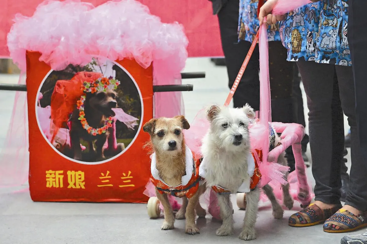 狗狗娶親