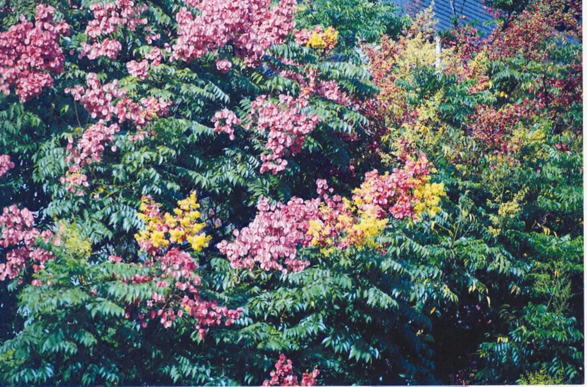 欒樹開花