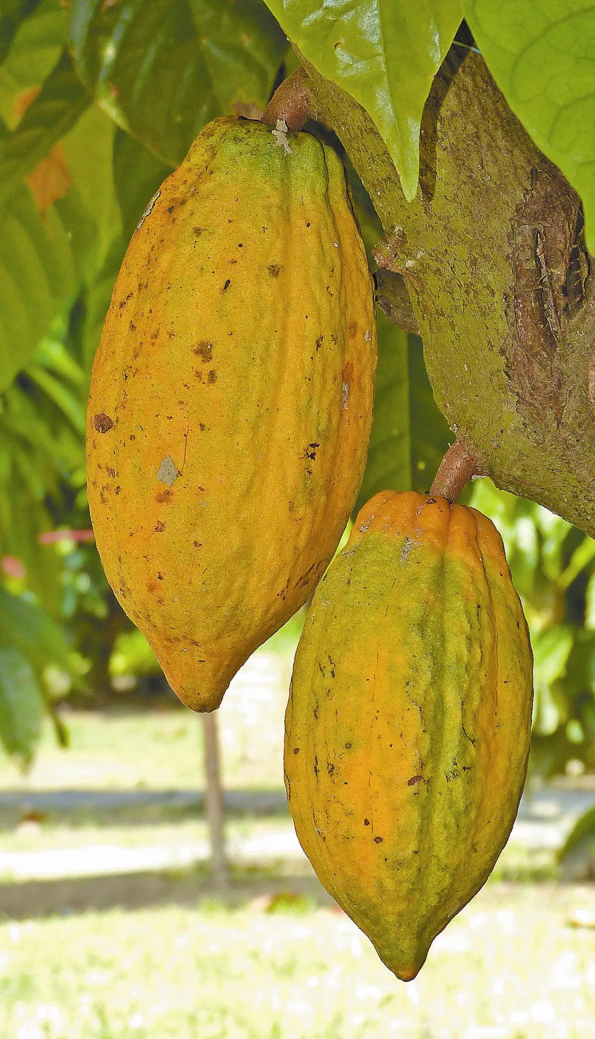 林碧山一趟巧克力生命之旅