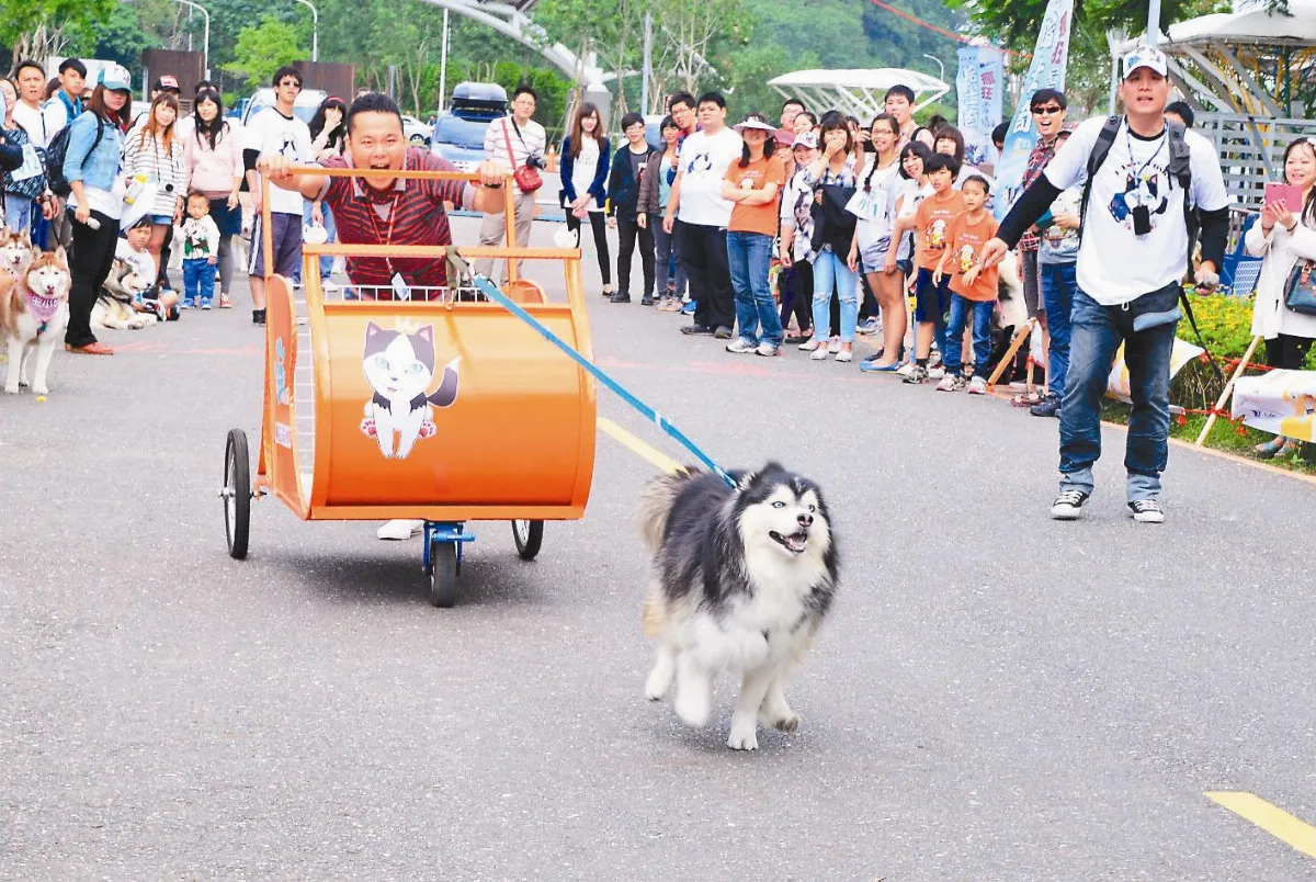 狗兒賽雪橇 主人賣力陪跑