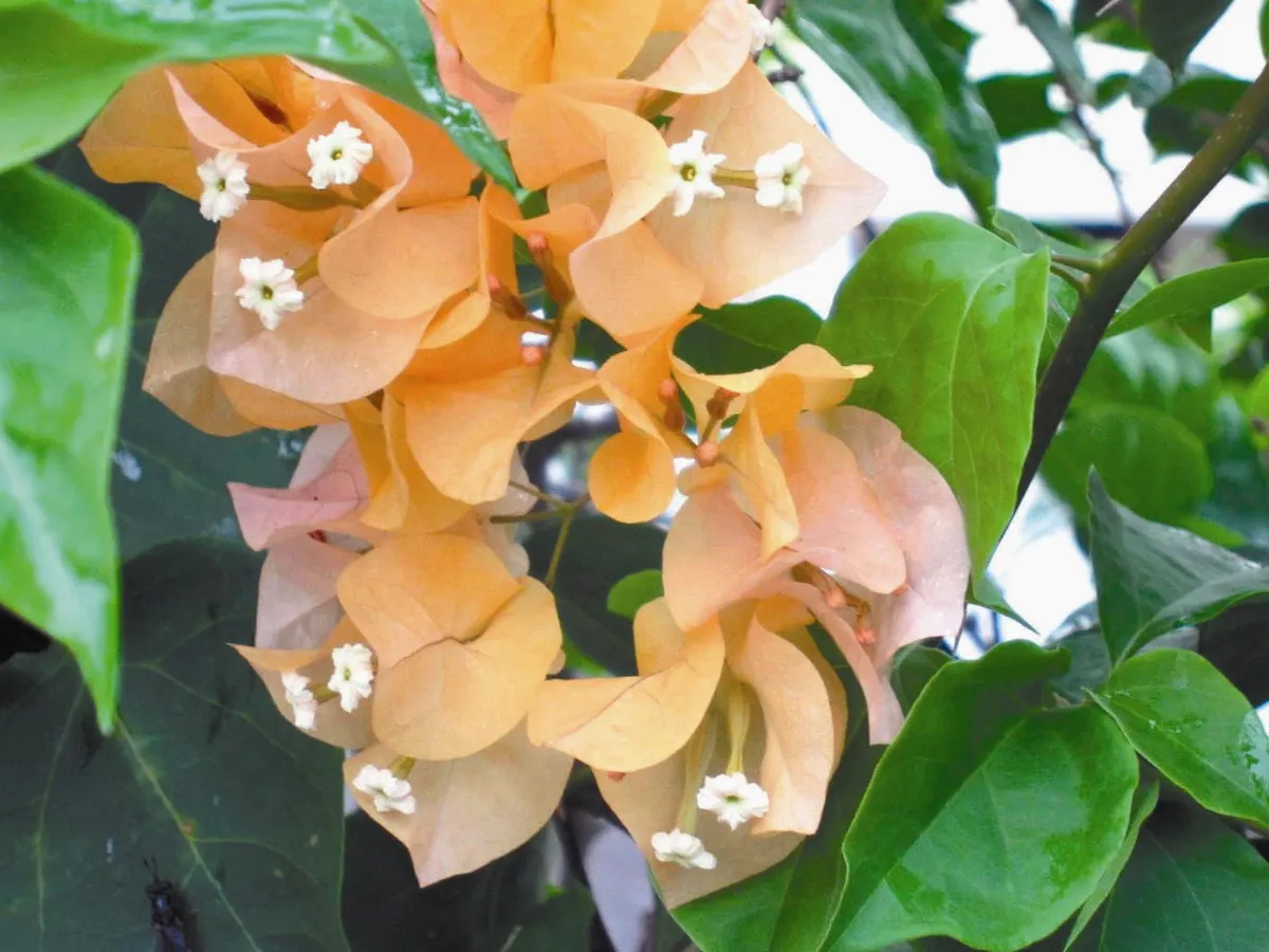 【人間植物禪】                人際與植物際