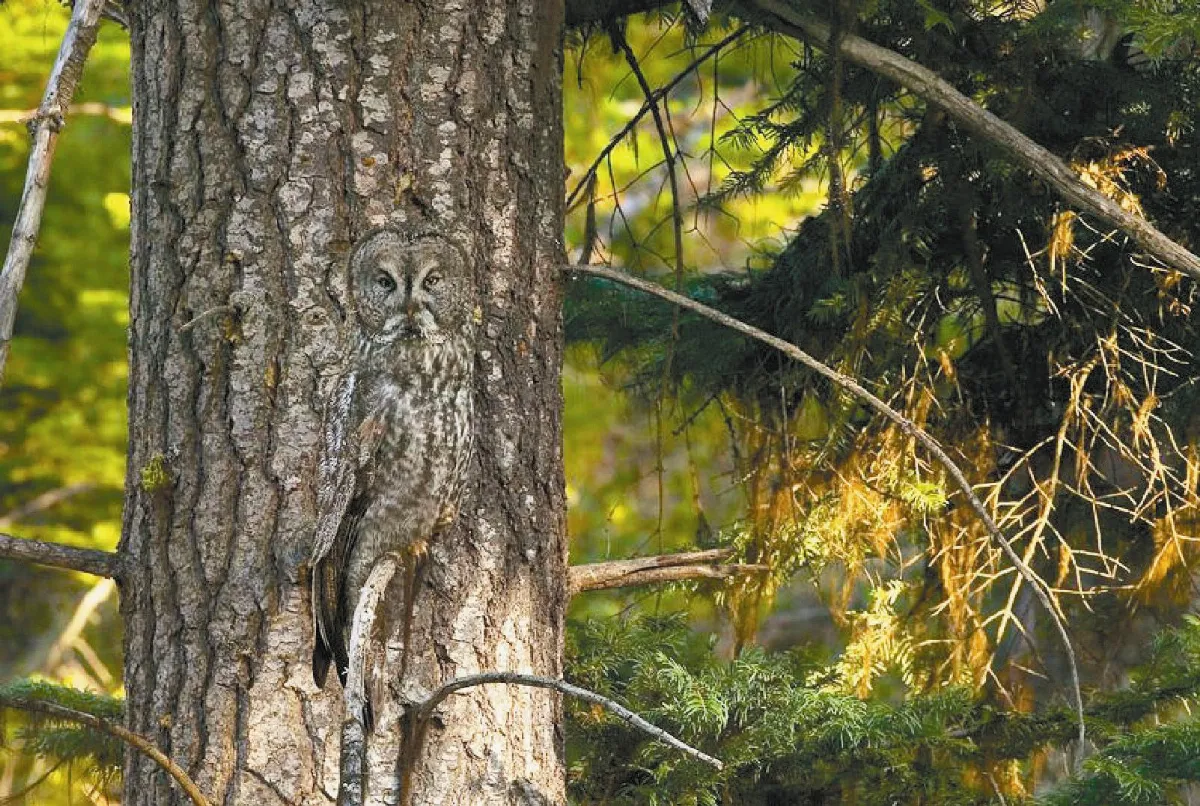 偽裝高手 逃不過鏡頭