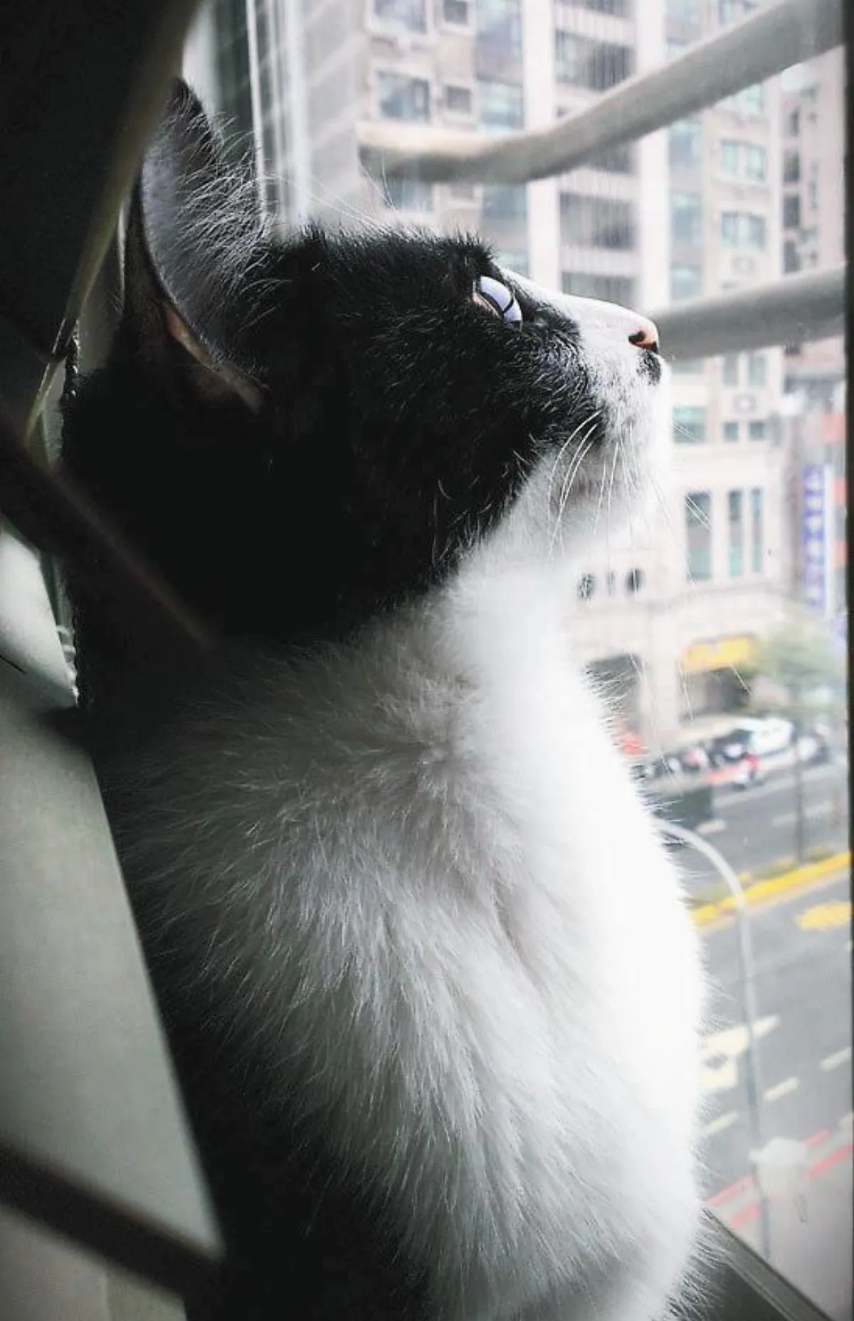 步諦斯style 家貓的style