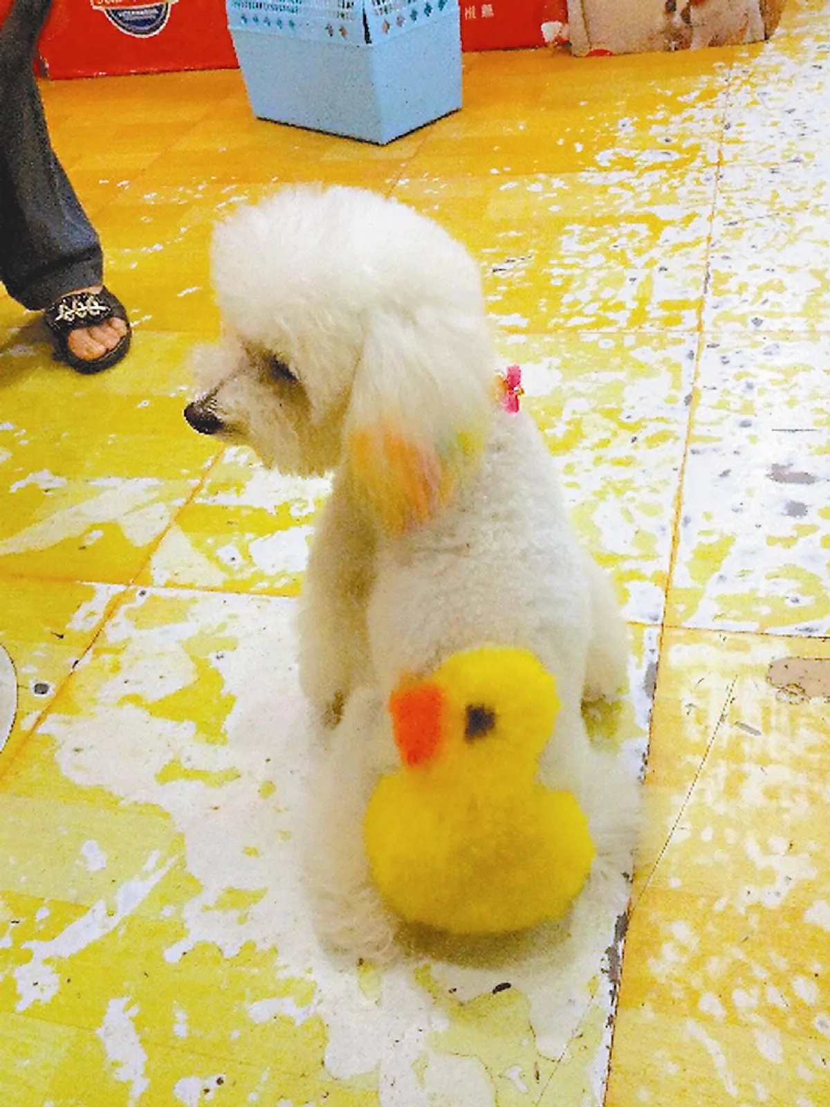 狗狗揹著黃小鴨