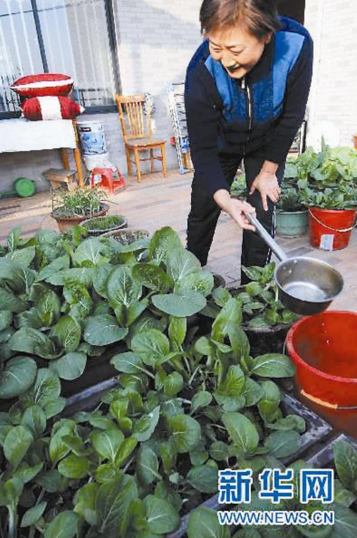 自己種自己吃才安全陸城市瘋種菜