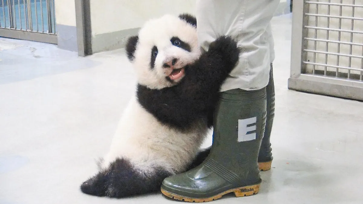 圓仔伸熊掌 抱保育員撒嬌